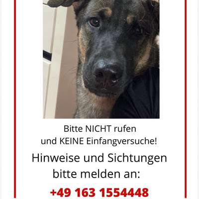 Suchmeldung-Bruno-Bild