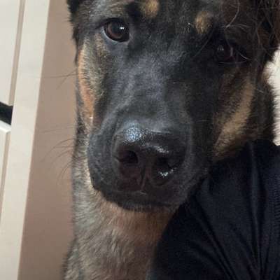 Suchmeldung-Bruno-Bild