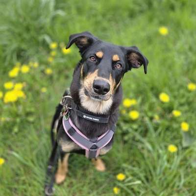 Hundetreffen-Begegnungstraining mit gemeinsamer Gassirunde