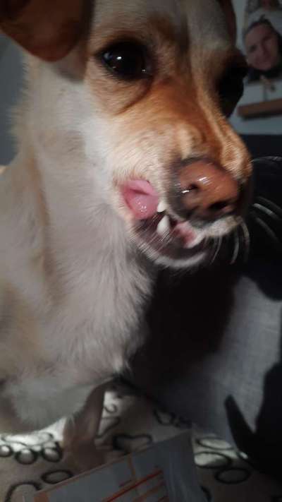 Zeigt eure verrücktesten Hundebilder-Beitrag-Bild