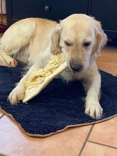 Golden Retriever-Beitrag-Bild