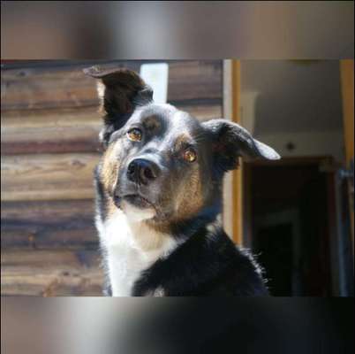 Die Dogorama Kalender Challenge Titelbild-Beitrag-Bild