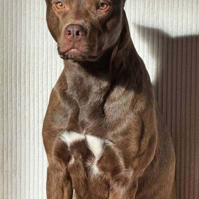 Hundetreffen-Spiel Freund gesucht-Bild