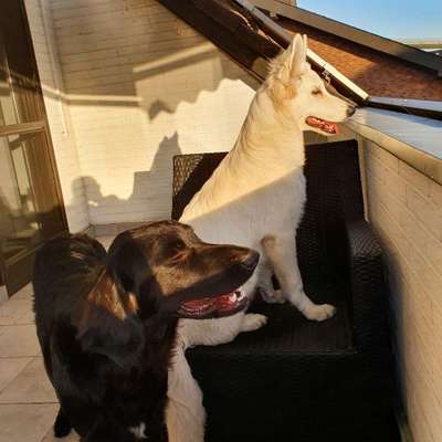 Hundetreffen-Spielen und gemeinsames Gassigehen-Bild