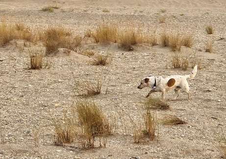 28. Farben Foto Challenge * BEIGE *-Beitrag-Bild