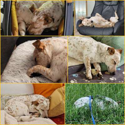 42. Collage Challenge - Ruheplatz-Beitrag-Bild