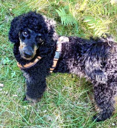 Alles rund um den Pudel-Beitrag-Bild