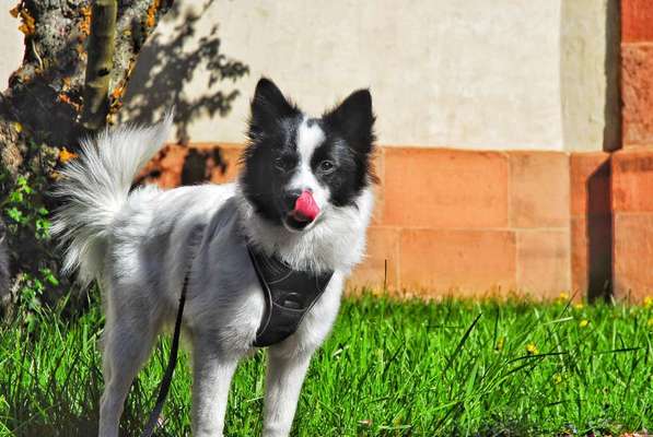 Hundetreffen-Welpentreffen-Bild