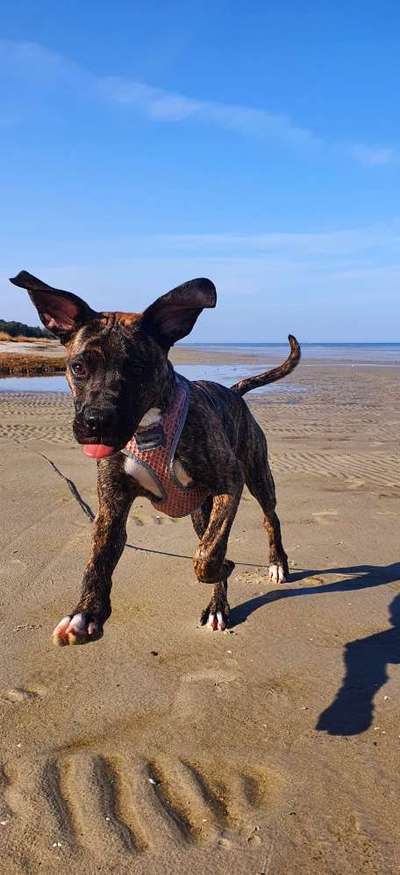 Die Dogorama-Wochen-Challenge "Die schönste Grimasse"-Beitrag-Bild