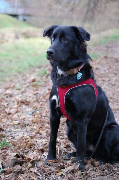 Mischlingshunde Foto Aufruf-Beitrag-Bild