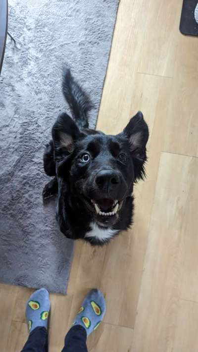 Mischlingshunde Foto Aufruf-Beitrag-Bild