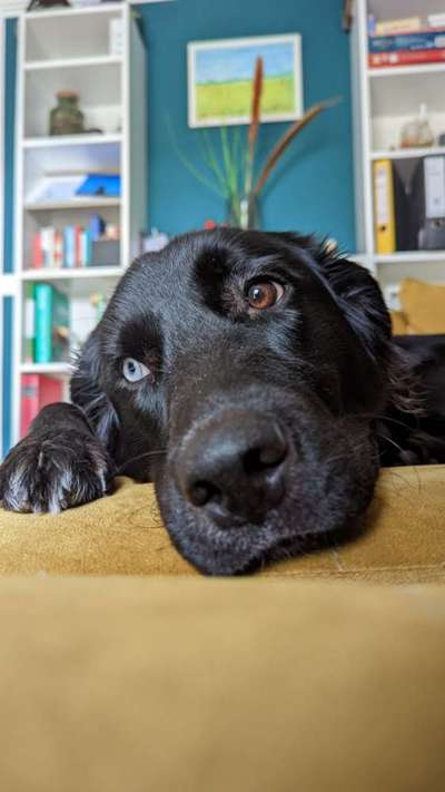 Mischlingshunde Foto Aufruf-Beitrag-Bild