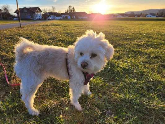 Hundetreffen-Gassi- und Spielpartner-Bild