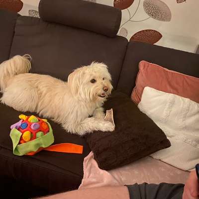 Schafpudel-Beitrag-Bild