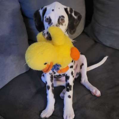 Hundetreffen-Pepe 13 Wochen sucht Freund zum Spielen und gemeinsamen Lernen-Bild