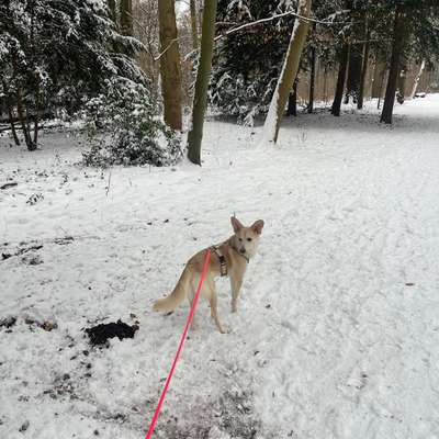 Hundetreffen-Suche Kontakte zu unkastrierten Rüden-Bild