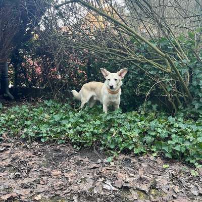 Hundetreffen-Hundefreunde gesucht-Bild