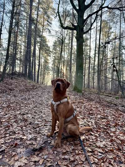Hundetreffen-Social & Training Walk (& playdate)-Bild