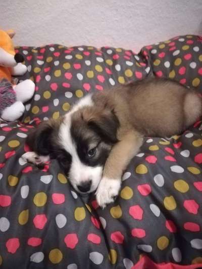 Welpen Bilder !-Beitrag-Bild