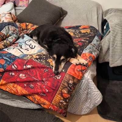 aktuelles Foto Gruppe Biete/suche Hundebetreuung