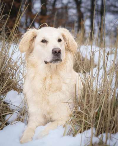 Hundetreffen-Gemeinsame Spaziergänge-Bild