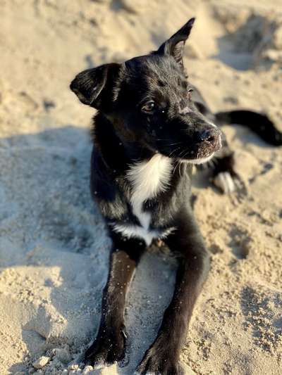 Hundetreffen-Gassirunde/Spielfreund zum Rennen-Bild