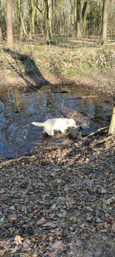 Wald Bild-Beitrag-Bild