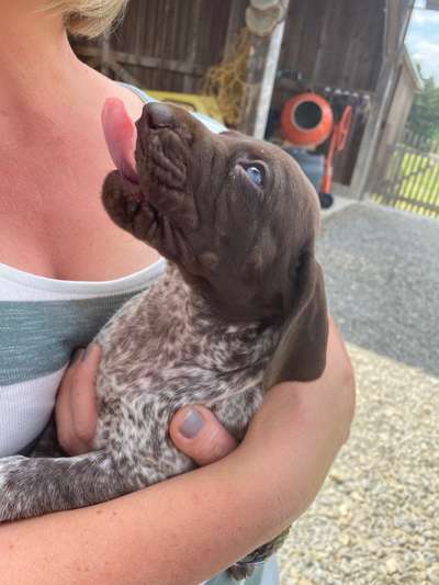 Welpen Bilder !-Beitrag-Bild