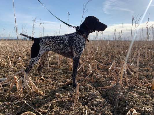 Sind hier Deutsch Kurzhaar/ Jagdhunde?-Beitrag-Bild