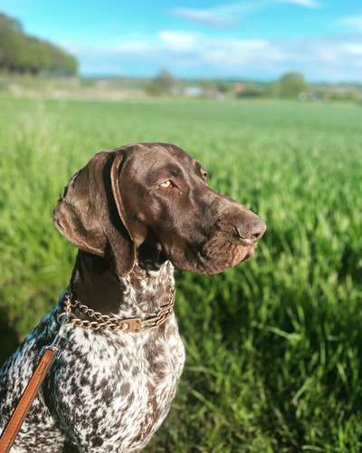 Die Dogorama Wochen Challenge: “Dein Hund im Urlaub”-Beitrag-Bild