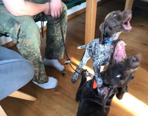 Hier ist der Spaßthread. Zum Schmunzeln und Kaputtlachen-Beitrag-Bild