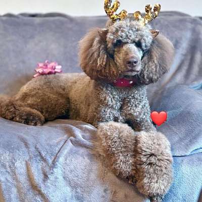 aktuelles Foto Gruppe Pudel