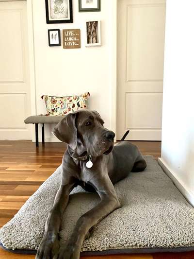 Deutsche Doggen Besitzer zeigt euch-Beitrag-Bild