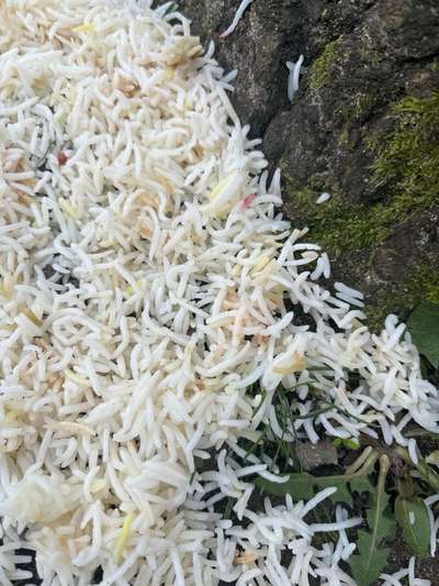 Giftköder-Reis hinterm Baum-Bild