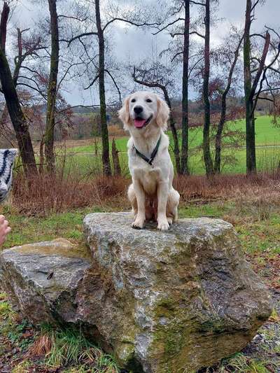 Hundetreffen-Spiel und Gassirunde in Höxter-Bild