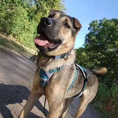 Hundetreffen-Freunde gesucht-Bild