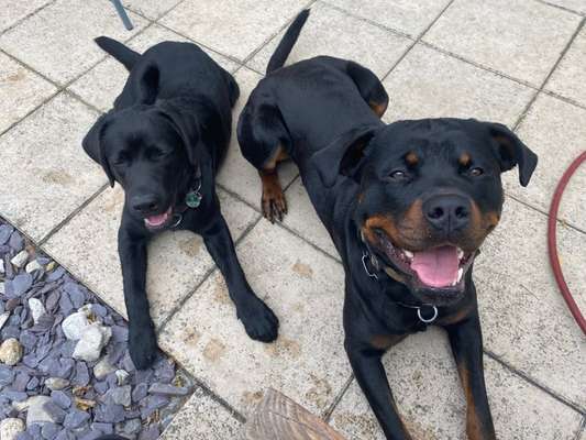 Labradorfans-Beitrag-Bild