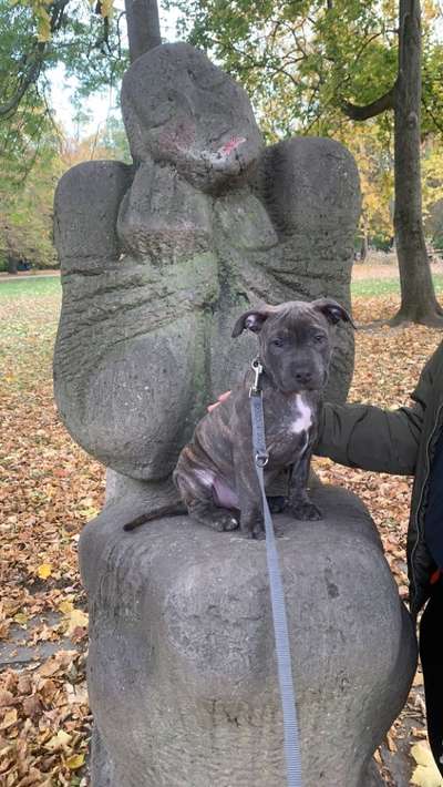 Welpen Bilder !-Beitrag-Bild