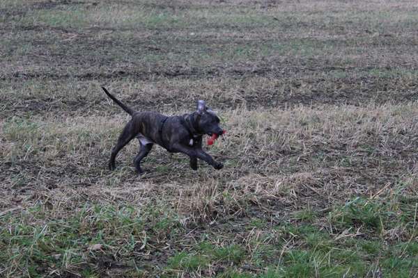 Fotochallenge 66 ~ Rennaction -Zeig deinen Hund im Lauf-Beitrag-Bild