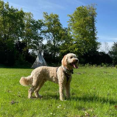 Hundetreffen-Spiel- und Gassipartner gesucht-Bild