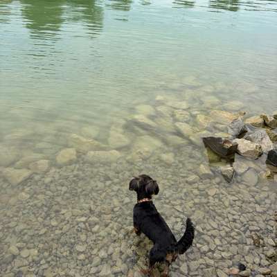 Hundetreffen-Social Walks & Playdates gesucht 🐾-Bild