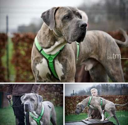 Tierschutzhunde suchen ein Zuhause-Beitrag-Bild