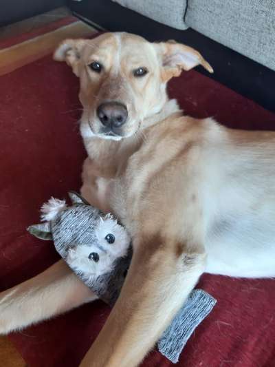 Auslandstierschutz-Beitrag-Bild