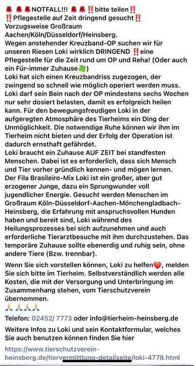 Tierschutzhunde suchen ein Zuhause-Beitrag-Bild