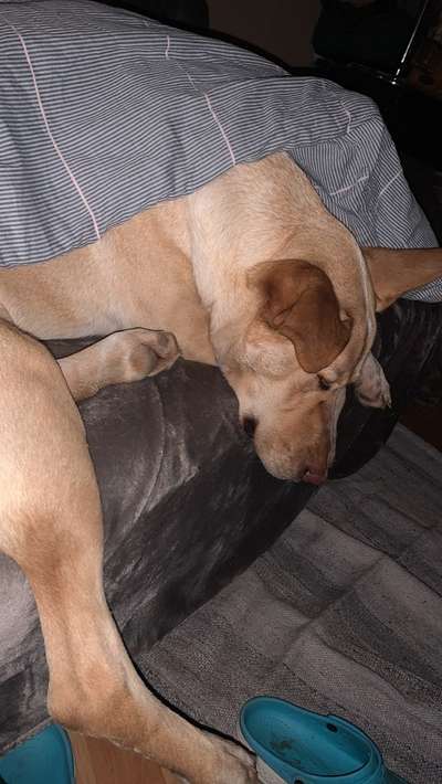 Hunde vom Tierschutzverein 🐕♥️-Beitrag-Bild