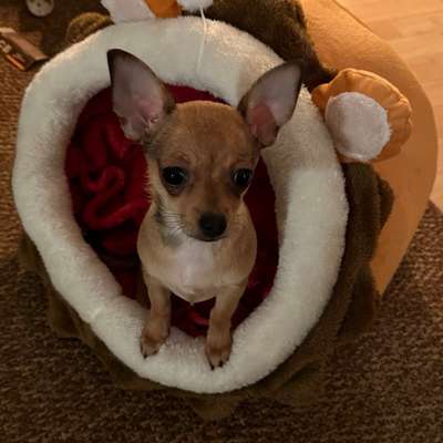 Hundetreffen-Welpentreffen Kreuzberg / Friedrichshain-Bild