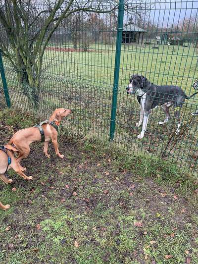 Rhodesian Ridgeback-Beitrag-Bild