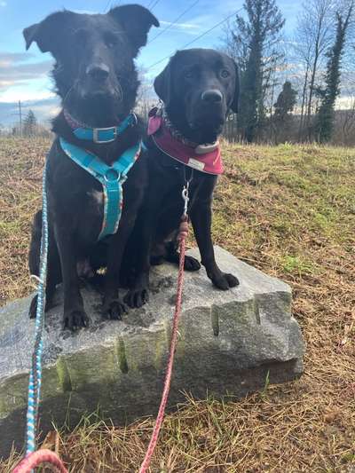 aktuelles Foto Gruppe Hundesitting Schweiz