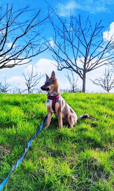 Hundetreffen-Social Walk 🐕-Bild