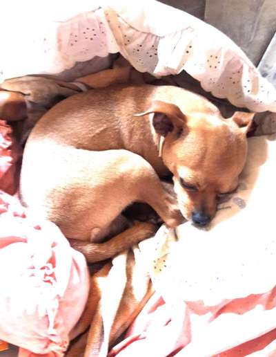 Wo sind die Chihuahua Besitzer ?-Beitrag-Bild